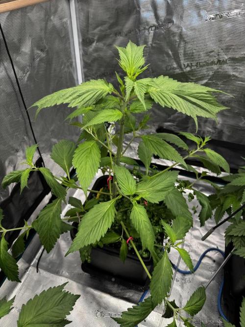 Grow 7.7 | Terpyz | Spicy Temp. RG. Week 5