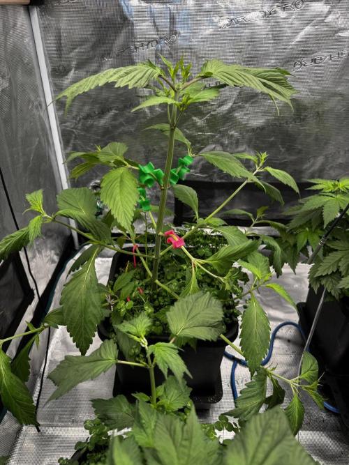 Grow 7.7 | Terpyz | Spicy Temp. RG. Week 5