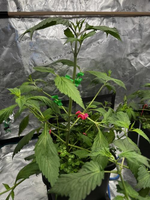 Grow 7.7 | Terpyz | Spicy Temp. RG. Week 5