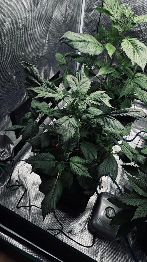 Grow 7.7 | Terpyz | Spicy Temp. RG. Week 5