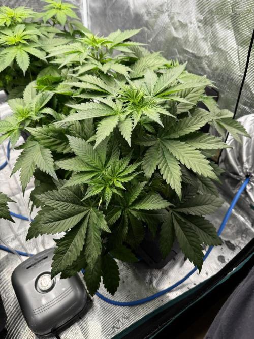 Grow 7.1  | Doctors Choice | DC Kush. Week 5