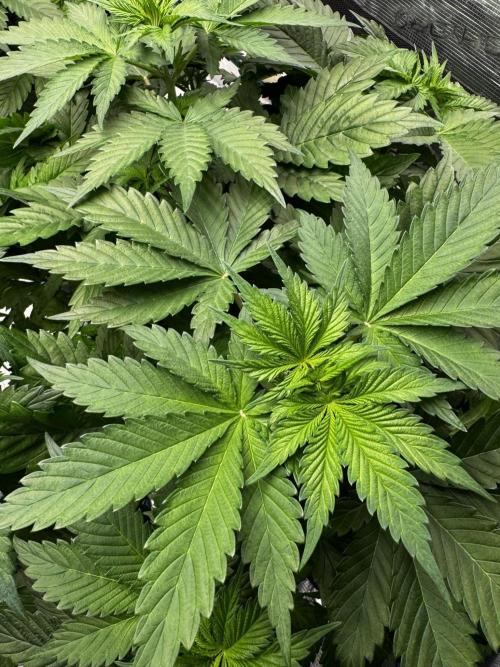 Grow 7.1  | Doctors Choice | DC Kush. Week 5