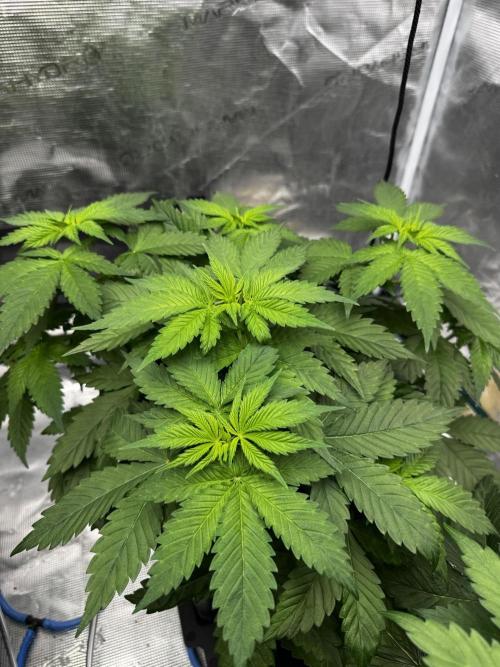 Grow 7.1  | Doctors Choice | DC Kush. Week 5