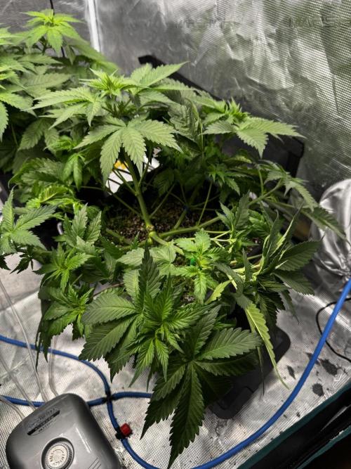 Grow 7.1  | Doctors Choice | DC Kush. Week 5