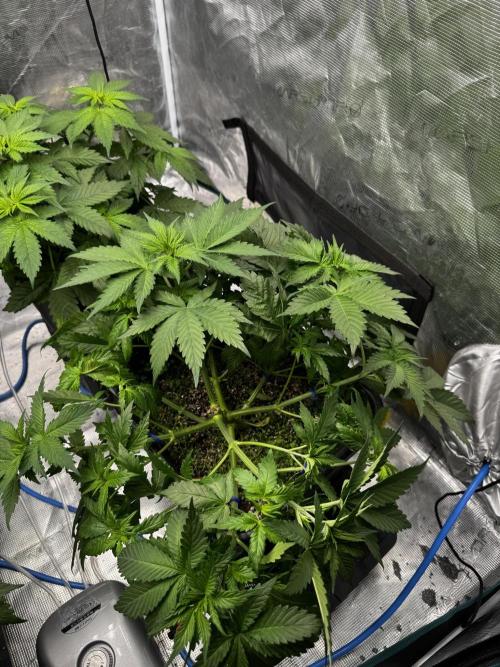 Grow 7.1  | Doctors Choice | DC Kush. Week 5