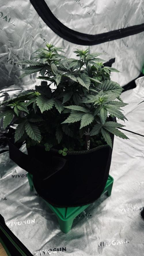 Grow 7.4 | Zamnesia| GMO Cookies. Week 5