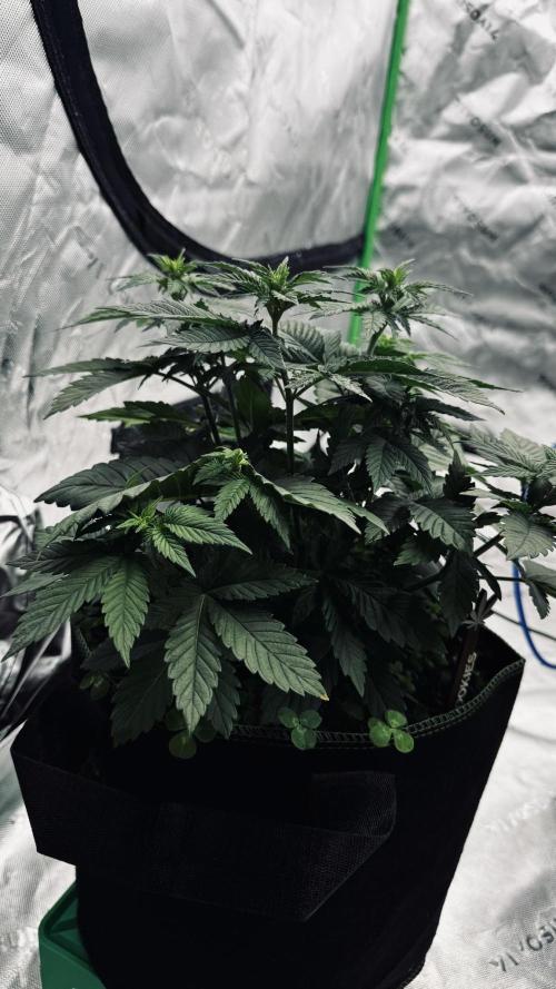 Grow 7.4 | Zamnesia| GMO Cookies. Week 5