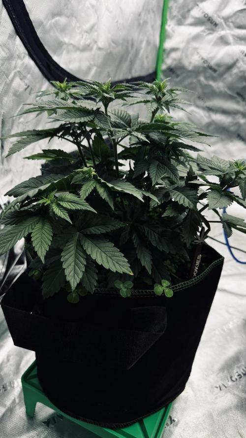 Grow 7.4 | Zamnesia| GMO Cookies. Week 5