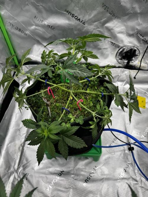 Grow 7.4 | Zamnesia| GMO Cookies. Week 5