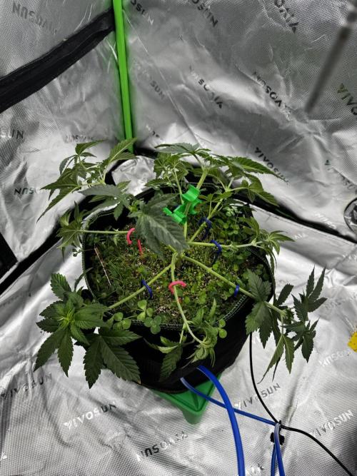 Grow 7.4 | Zamnesia| GMO Cookies. Week 5