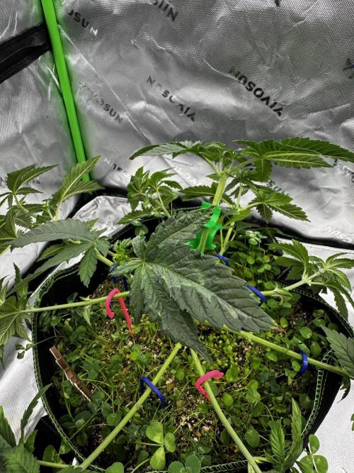 Grow 7.4 | Zamnesia| GMO Cookies. Week 5