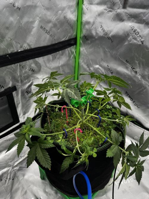 Grow Tent S108 120"x120"x80". Week 5