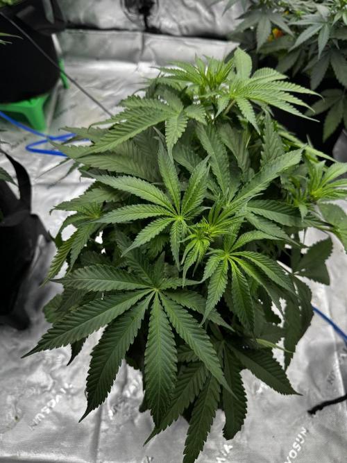 Grow 7.5 | Green House | Shishka Lemon. Week 5