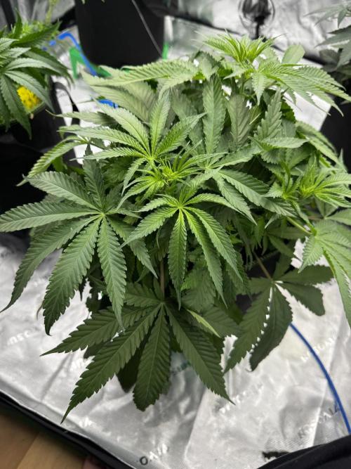 Grow 7.5 | Green House | Shishka Lemon. Week 5