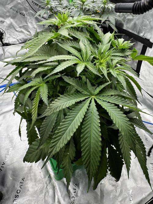 Grow 7.5 | Green House | Shishka Lemon. Week 5