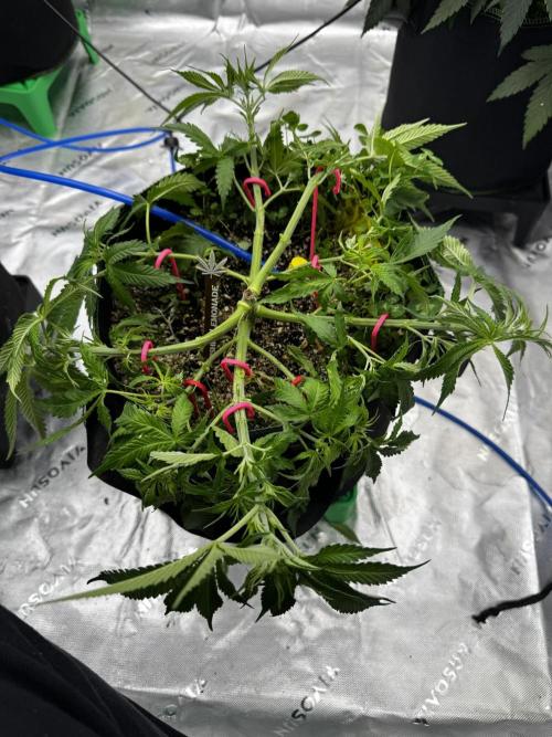 Grow 7.5 | Green House | Shishka Lemon. Week 5