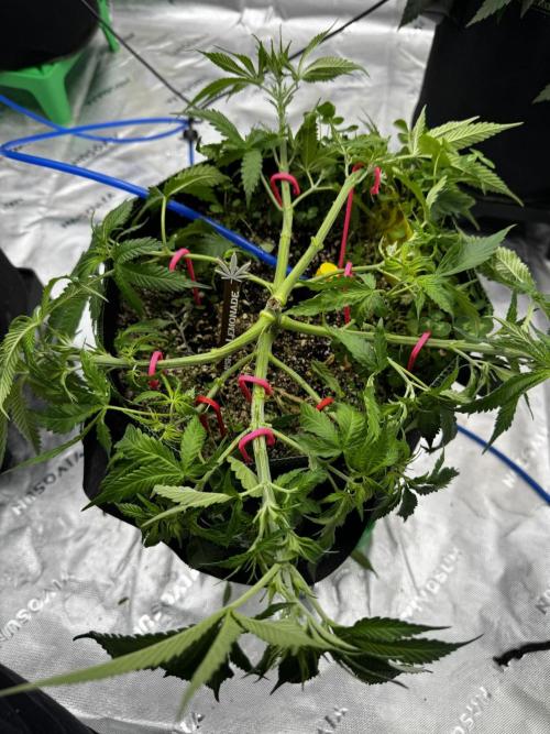 Grow 7.5 | Green House | Shishka Lemon. Week 5
