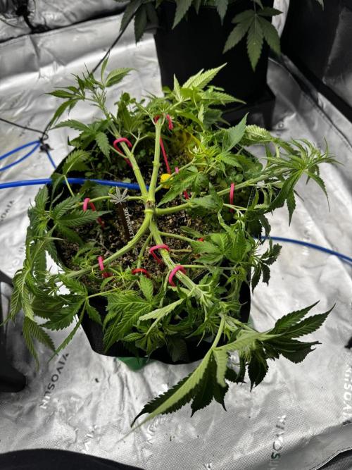 Grow 7.5 | Green House | Shishka Lemon. Week 5