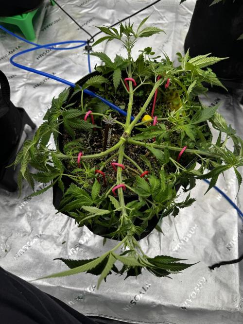 Grow 7.5 | Green House | Shishka Lemon. Week 5