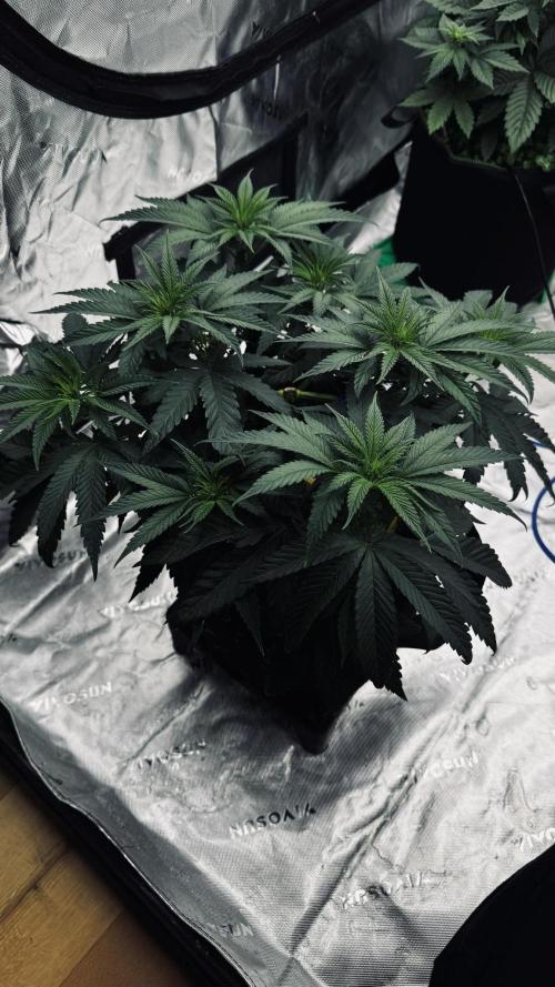 Grow 7.6 | Green House | Super Banana. Week 5