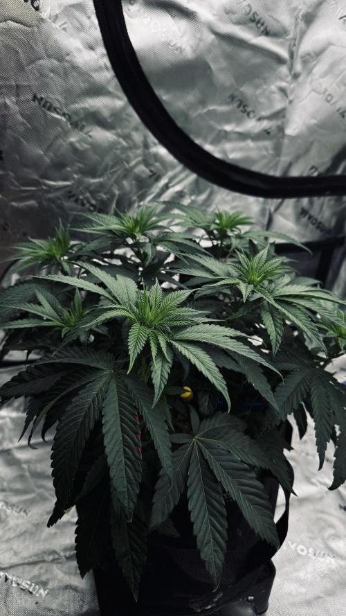 Grow 7.6 | Green House | Super Banana. Week 5