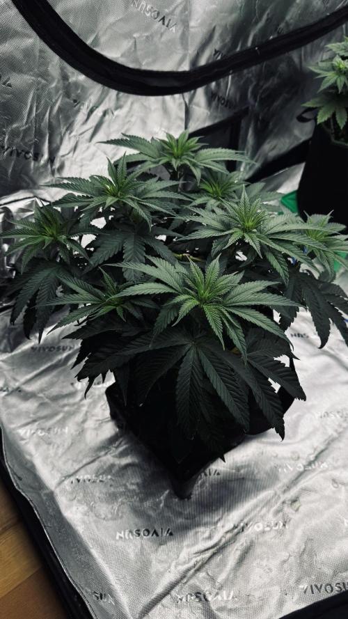 Grow 7.6 | Green House | Super Banana. Week 5
