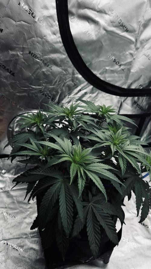 Grow 7.6 | Green House | Super Banana. Week 5
