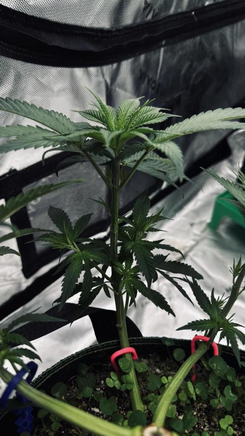 Grow 7.6 | Green House | Super Banana. Week 5