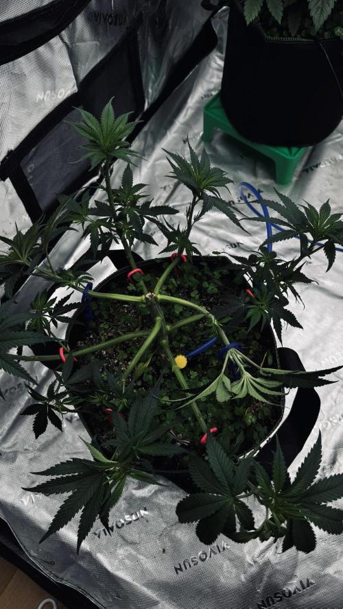 Grow 7.6 | Green House | Super Banana. Week 5