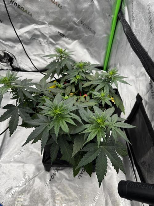Grow 7.3 Kannabia | Mexican Sativa Fem.. Week 5