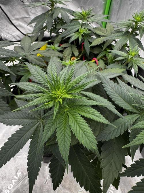 Grow 7.3 Kannabia | Mexican Sativa Fem.. Week 5
