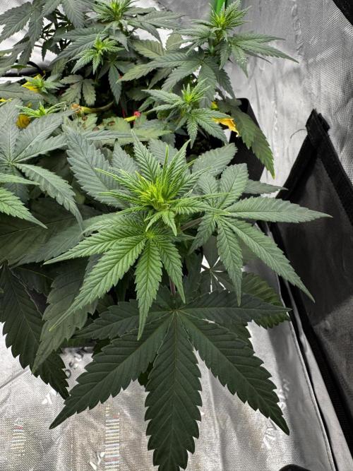 Grow 7.3 Kannabia | Mexican Sativa Fem.. Week 5