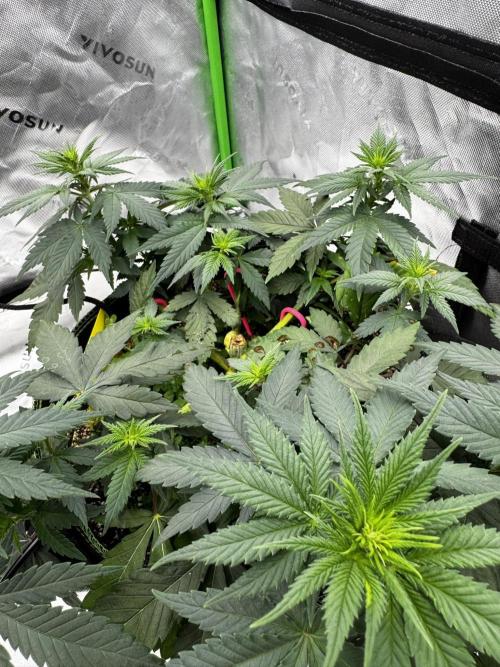 Grow 7.3 Kannabia | Mexican Sativa Fem.. Week 5