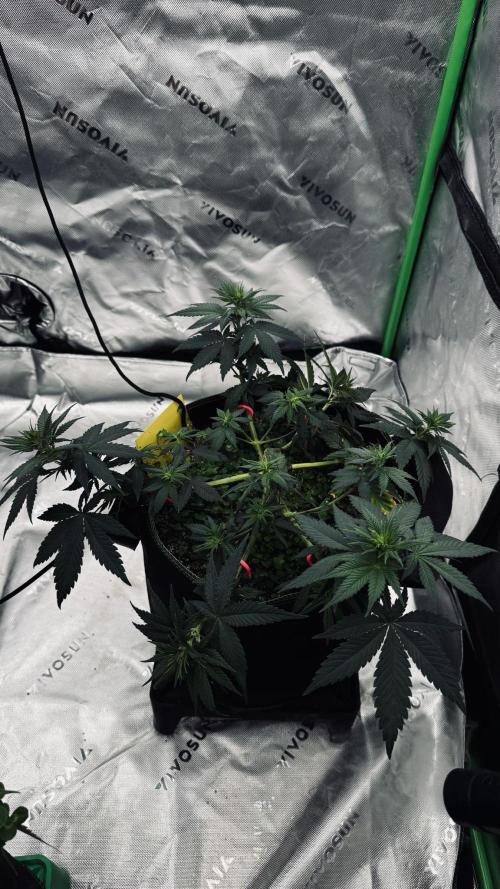 Grow 7.3 Kannabia | Mexican Sativa Fem.. Week 5