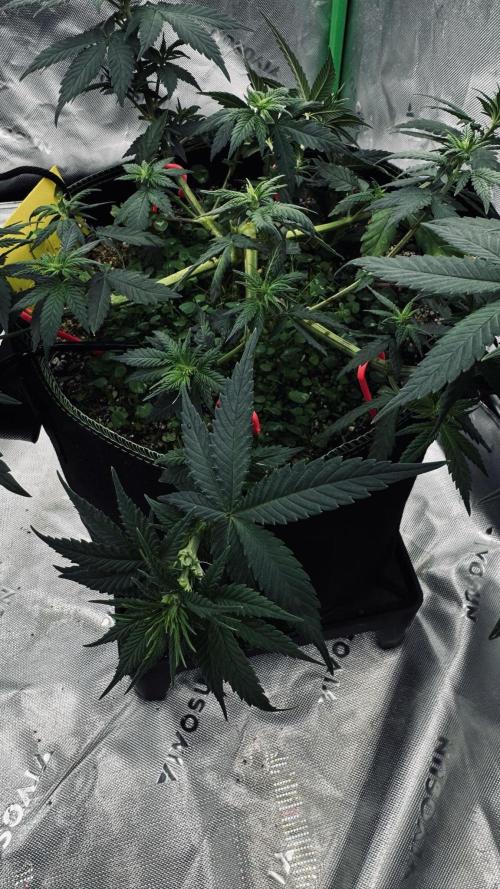 Grow 7.3 Kannabia | Mexican Sativa Fem.. Week 5