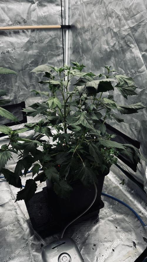 Grow 7.7 | Terpyz | Spicy Temp. RG. Week 6