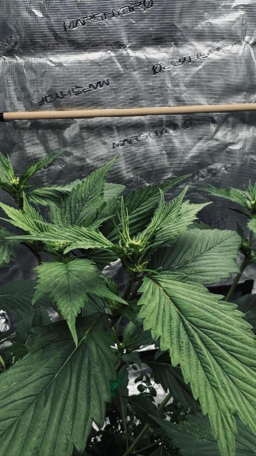Grow 7.7 | Terpyz | Spicy Temp. RG. Week 6