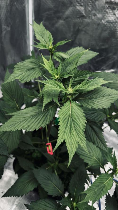 Grow 7.7 | Terpyz | Spicy Temp. RG. Week 6