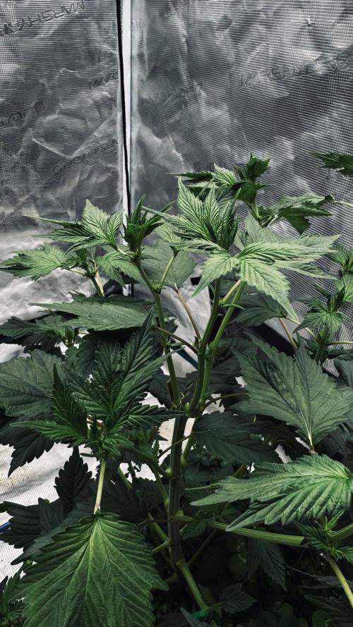 Grow 7.7 | Terpyz | Spicy Temp. RG. Week 6