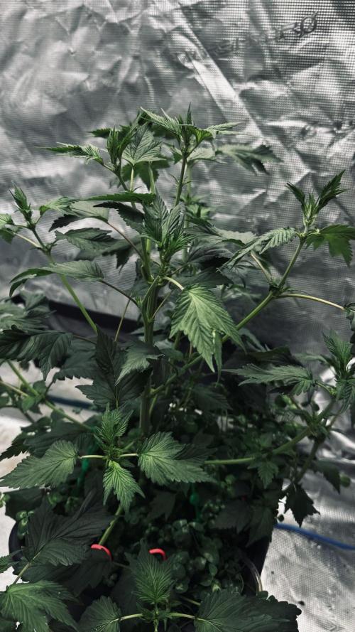 Grow 7.7 | Terpyz | Spicy Temp. RG. Week 6