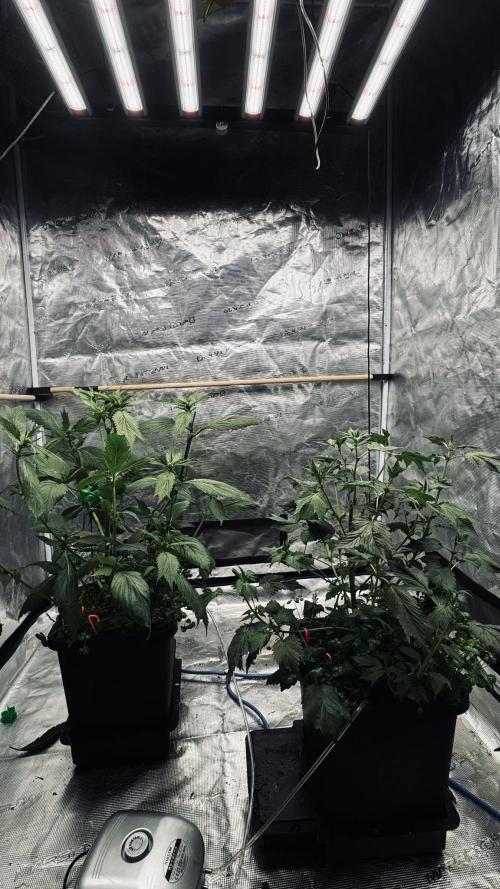 Grow 7.7 | Terpyz | Spicy Temp. RG. Week 6