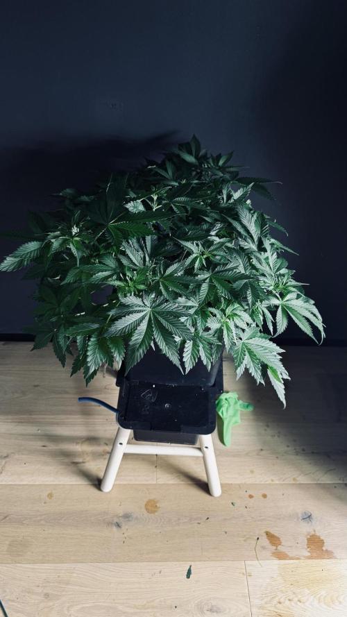 Grow 7.1  | Doctors Choice | DC Kush. Week 6