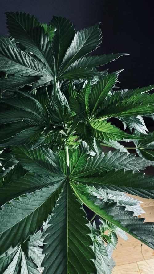 Grow 7.1  | Doctors Choice | DC Kush. Week 6