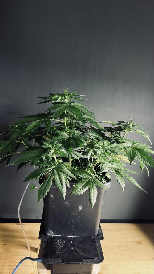 Grow 7.1  | Doctors Choice | DC Kush. Week 6