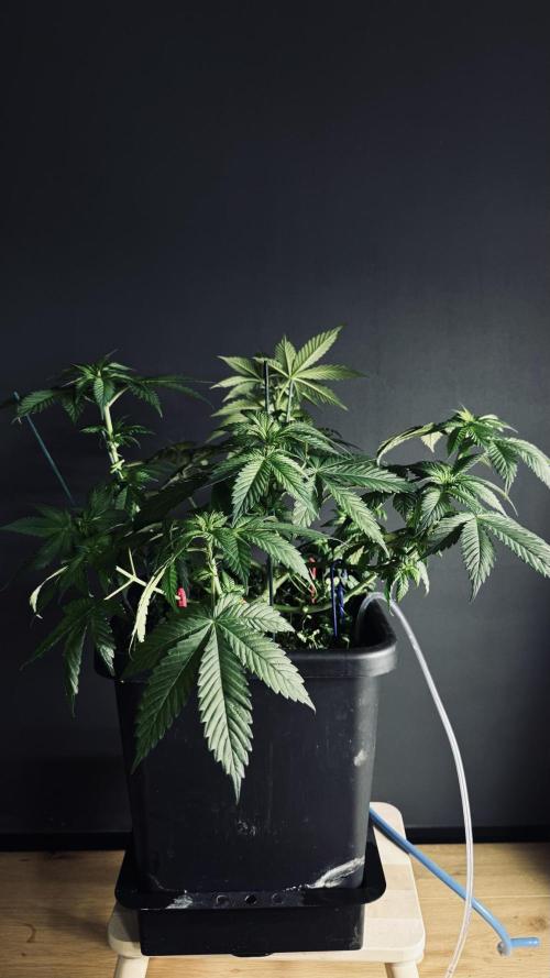 Grow 7.1  | Doctors Choice | DC Kush. Week 6
