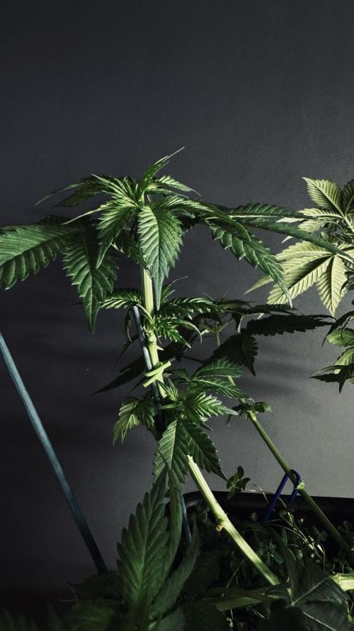 Grow 7.1  | Doctors Choice | DC Kush. Week 6