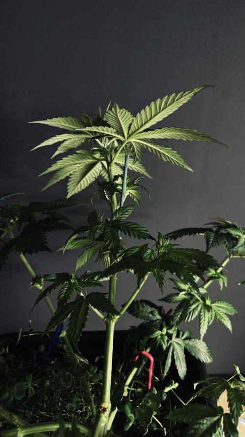 Grow 7.1  | Doctors Choice | DC Kush. Week 6