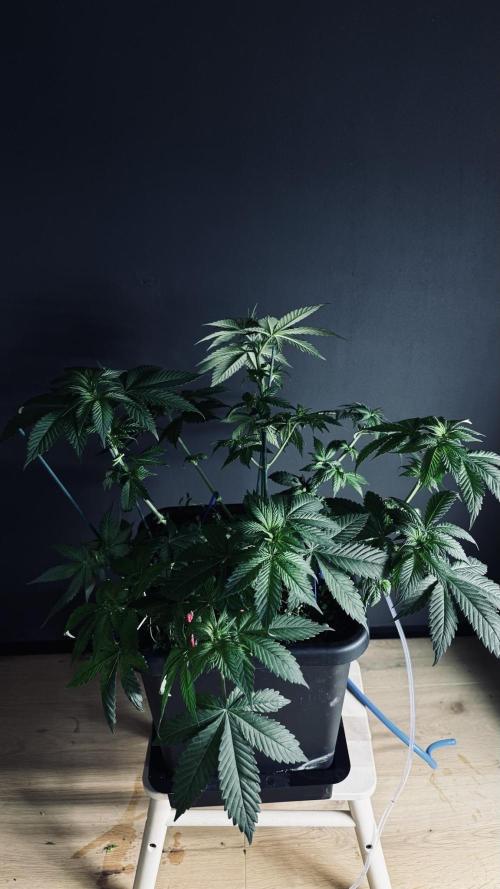 Grow 7.1  | Doctors Choice | DC Kush. Week 6