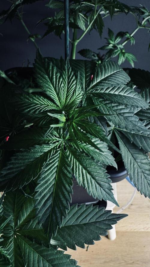 Grow 7.1  | Doctors Choice | DC Kush. Week 6
