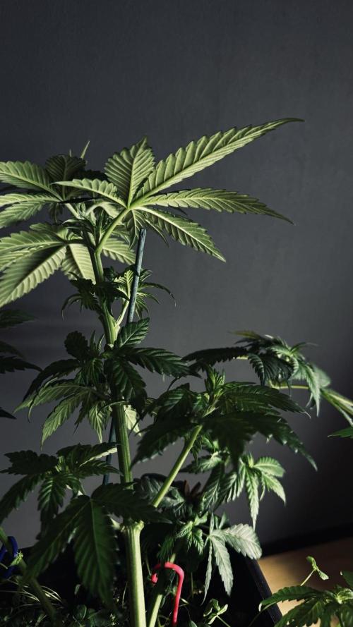 Grow 7.1  | Doctors Choice | DC Kush. Week 6